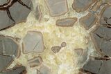Polished Septarian Nodule Half - Utah #378434-1